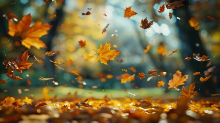 Poster - A beautiful autumn scene with leaves falling from the trees
