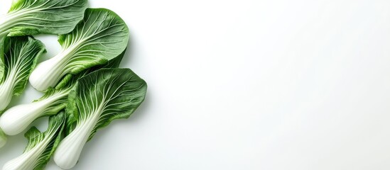 Fototapete - Pok Choi on a white backdrop. with copy space image. Place for adding text or design
