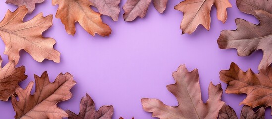 Fototapete - Dry oak leaves in autumn on a lilac pink lavender background Autumn arrangement flat lay top view copyspace