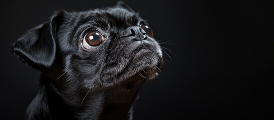 Poster - Charming black pug set against a black background Studio pet portrait. with copy space image. Place for adding text or design