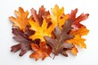 © NArts - A Cluster of Vibrant Autumn Leaves on a White Background