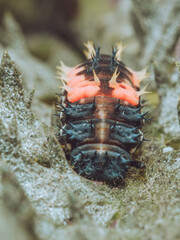 A ladybird in larval form