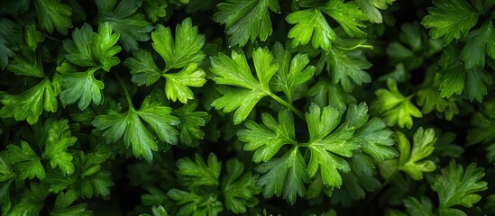 Aufkleber - Fresh organic parsley herb set against a white background Close up with copy space Selective focus image
