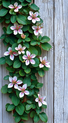 Canvas Print - White and pink flowers with green leaves on a wood fence.