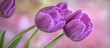 © vxnaghiyev - a bunch of lovely purple tulips. with copy space image. Place for adding text or design