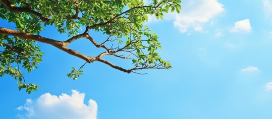 Wall Mural - Tree branch against a blue sky background with copy space