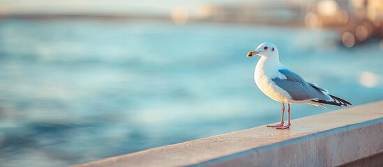Poster - A migratory seagull is perched on the concrete railing of a bridge by the sea set against a blurred background. with copy space image. Place for adding text or design