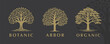 © JoelMasson - Sophisticated set of three tree vector logos with botanical themes, perfect for nature-inspired branding and organic businesses.