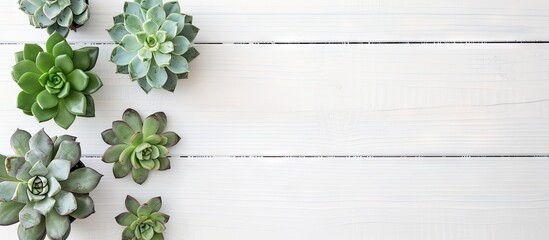 Poster - White wooden desk featuring a succulent plant Top view Geometric design Copyspace Scandinavian style Expansive wooden backdrop