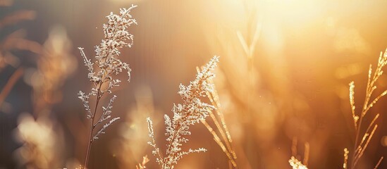 Poster - Close up of a dry winter plant during sunset evoking nostalgia in a calming natural background with shallow focus and copy space for a greeting card