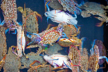 Large brightly colored crabs with tied claws in water in a plastic tray at a fishermen's market. Seafood for sale in Asia