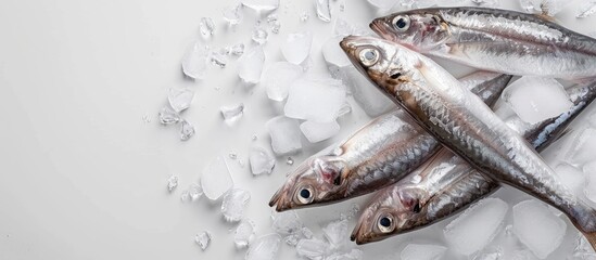 Fototapete - Deep frozen raw smelt fish are surrounded by ice pieces against a white background Top view copy space Osmerus eperlanus