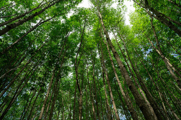 Wall Mural - bottom-up view green mangrove treetops. natural carbon sink in fight against climate change and prom