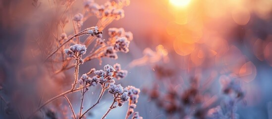 Wall Mural - Close up of a dry winter plant during sunset evoking nostalgia in a calming natural background with shallow focus and copy space for a greeting card