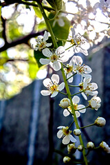 Wall Mural - White brushes of cherry blossoms on a natural spring background