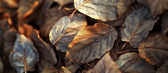 Sticker - a collection of skeleton leaves on a blurred background in close up. with copy space image. Place for adding text or design