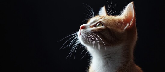 Aufkleber - adorable red and white cat. with copy space image. Place for adding text or design