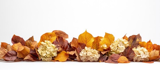 Poster - Arrangement of yellow and brown beech autumn leaves and hydrangea flowers mockup on a white background Empty side view still life copyspace