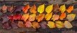 © vxnaghiyev - Creative arrangement of vibrant autumn leaves on a weathered wooden surface A gradient of fall leaf colors Top view copyspace