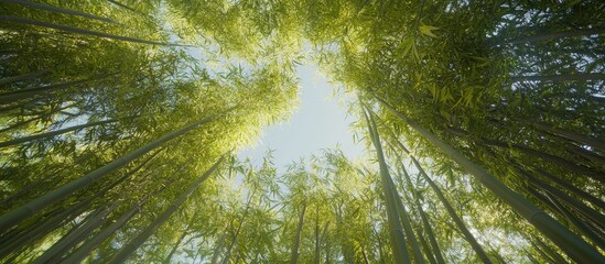 Wall Mural - Small diameter of a bamboo grove viewed from below. with copy space image. Place for adding text or design