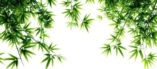 Poster - Green bamboo leaves set against a white background. with copy space image. Place for adding text or design