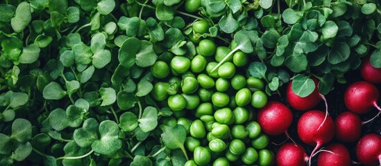 Poster - Food banner Microgreens of green peas and radishes Organic food for a healthy lifestyle Beneficial micronutrients and vitamins for your well being Superfood Diet and healthy eating White background