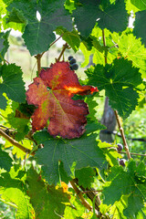 Grape leaf in autumn red, yellow, brown colors among green leaves