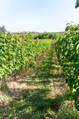 Wall Mural - Rows of grape vines in a vineyard. Grape clusters and leaves are visible. Clear sky.