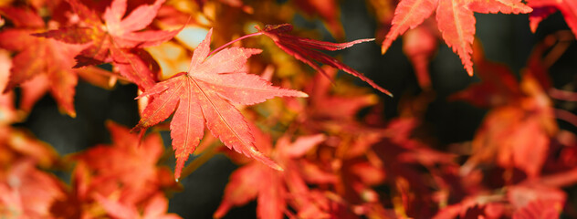 Wall Mural - beautiful maple leaves on the tree in autumn season.