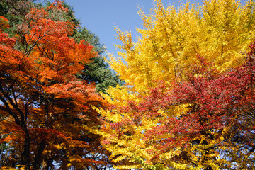 Wall Mural - beautiful maple leaves on the tree in autumn season.