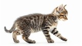 Fototapeta Koty - A playful kitten struts across a bright white background. This adorable tabby is full of energy and curiosity. Perfect for pet-themed projects and cat lovers. AI