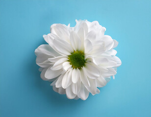Poster -  Single White Chrysanthemum on Light Blue Background, Minimalistic Floral Concept- A sin_1(330)