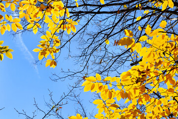 Wall Mural - branchs of with yellow golden leaves hornbeam ( carpinus betulus ) against sun light in autumn in fo