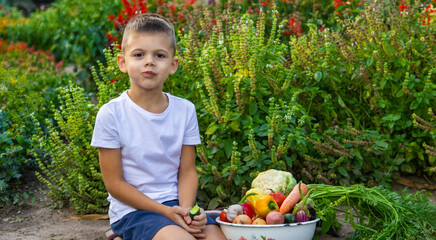 Wall Mural - boy with fresh vegetables on the background of the garden. Selective focus