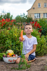 Wall Mural - boy with fresh vegetables on the background of the garden. Selective focus