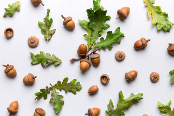 Wall Mural - branch with green oak tree leaves and acorns on colored background, close up top view