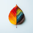 © Danica - Autumn leaves made of different colors on a white background. Flat lay, top view, copy space concept. Autumn leaves in the shape of a vertical rainbow. Natural color palette. Nature concept.