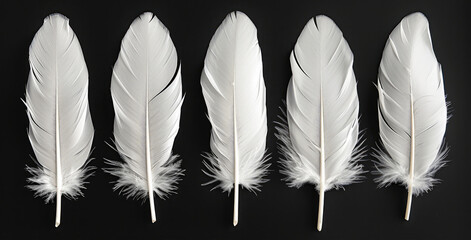 Set of beautiful white feather in a row isolated on black background. Generative AI.