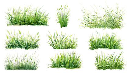 Canvas Print - PNG grass element set, transparent background