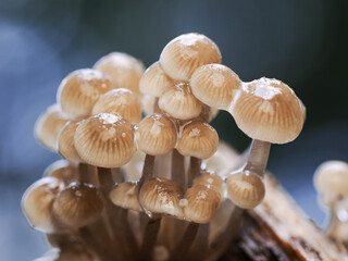 Wall Mural - Beatiful Macro mushroom Photography of Nature