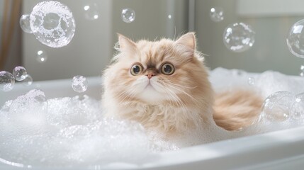 Poster - A fat cat sitting in a bathtub filled with bubbles, looking around with wide eyes, creating a humorous and cute scene.