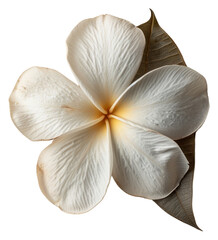 Poster - PNG Real Pressed a Plumeria flower petal plant.