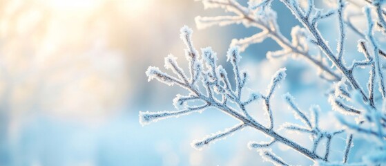 Wall Mural - A close-up of frost-covered branches against a soft snowy background