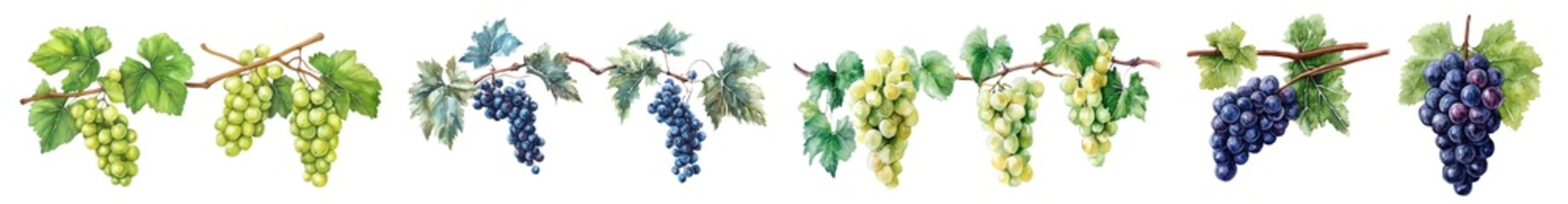 Poster - With an isolated background, a watercolor illustration of a grape branch is shown.