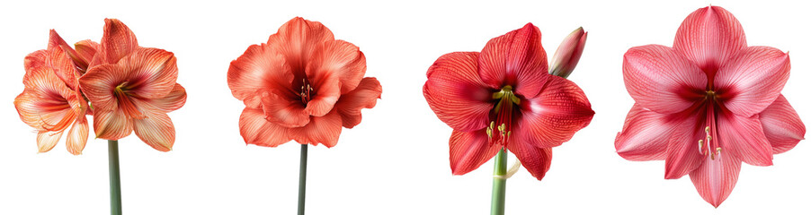 Poster - Watercolor illustration of an amaryllis flower isolated on a white background.