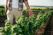 © standret - Touching the plant. Farmer is on the agricultural field