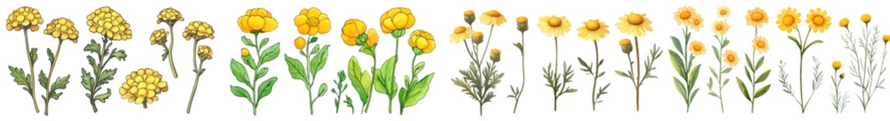 Poster - Isolated background of bush tansy illustration in watercolor.