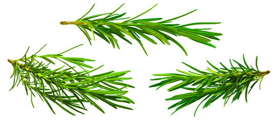 Wall Mural - Set, Collection of fresh rosemary leaf herbal isolated on transparent background. Rosemary twig and leaves. Nature-inspired healthy food, diet design elements, cut out, PNG, clipping path