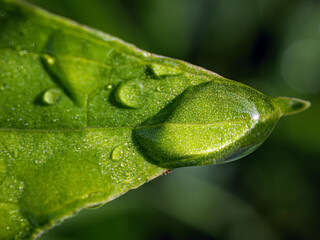 Wall Mural - Macro image of water droplets on  green leaves, close-up of rainy season drops rainwater on the grass