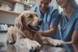 © Vorda Berge - A veterinarian is examining a dog in a clinic while the owner watches